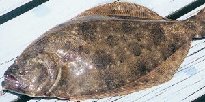 Flounder-59-Fish