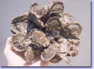 eastern_oysters