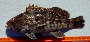 black sea bass